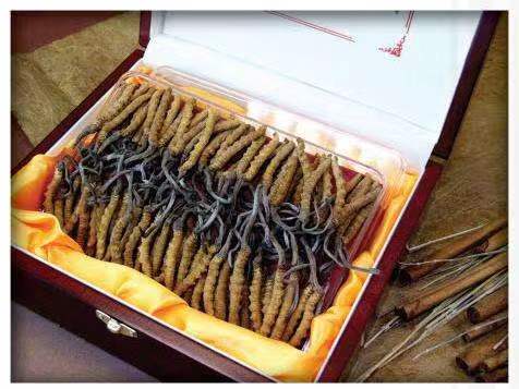 资阳冬虫夏草回收